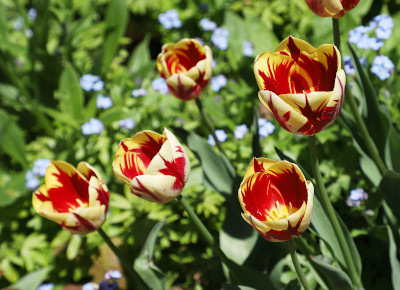 Tulips in the back yard